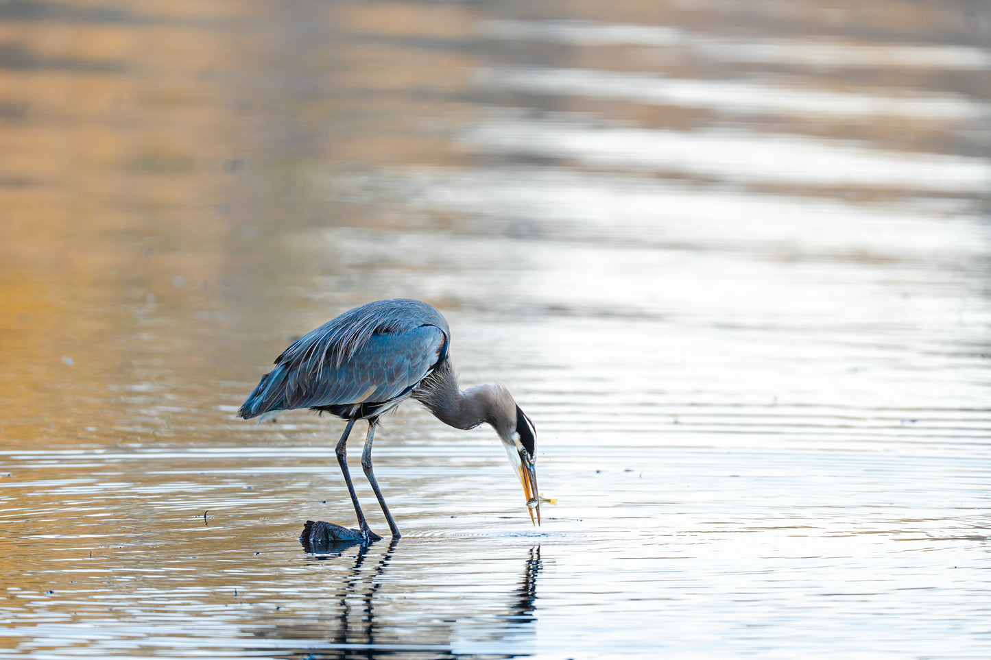 Great Blue Heron Hunting