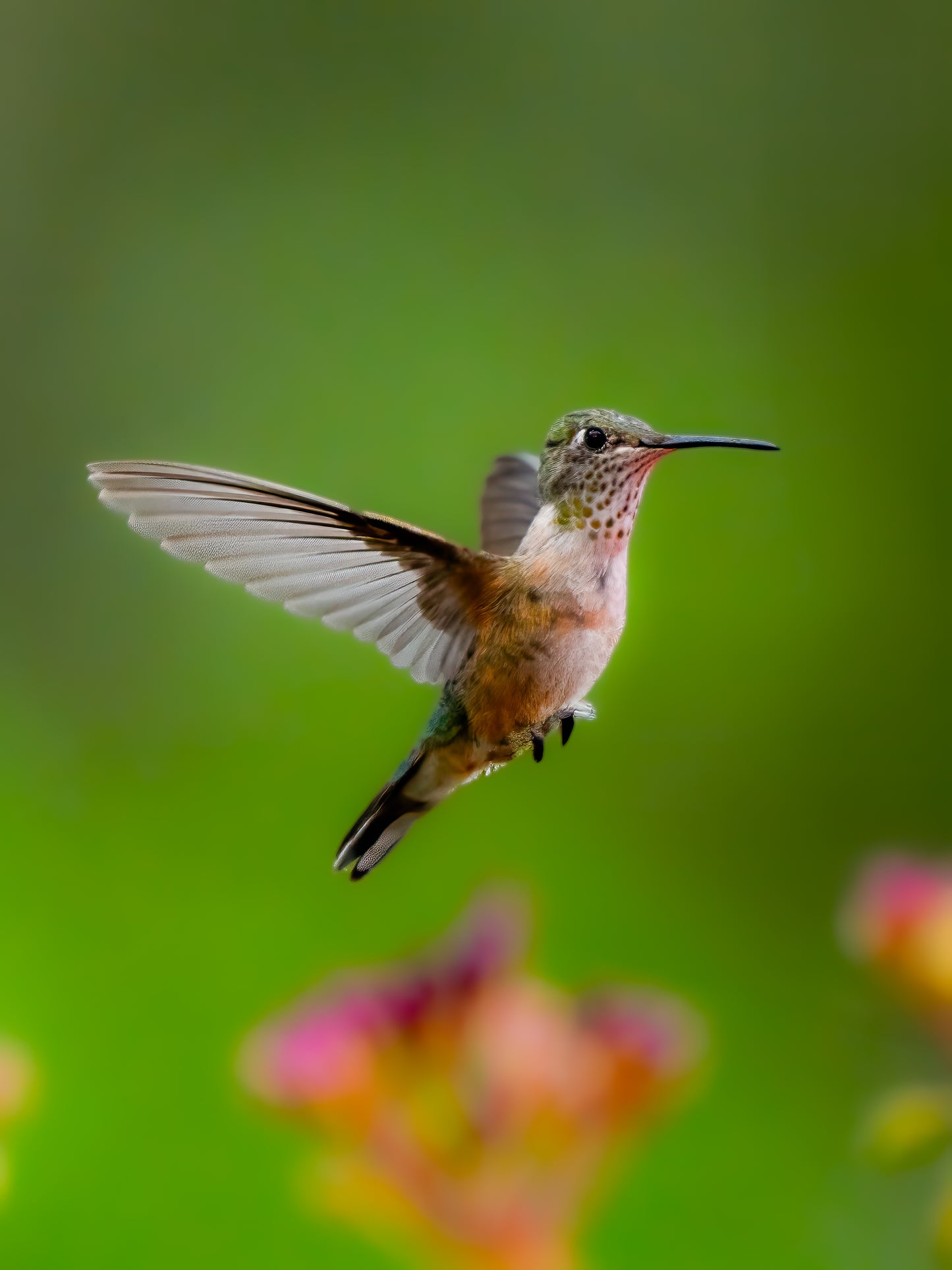 Hummingbird in Flight