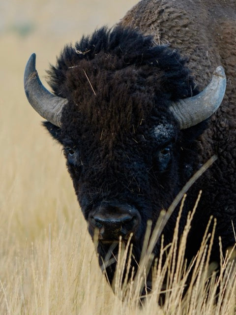 American Bison Portrait