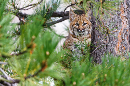 Bobcat in Pine