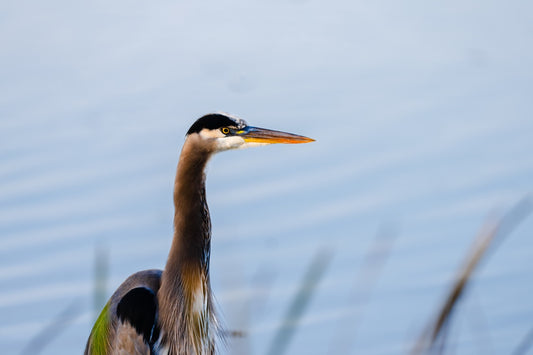 Great Blue Heron at Dawn