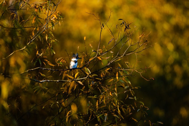 Kingfisher in Golden Light