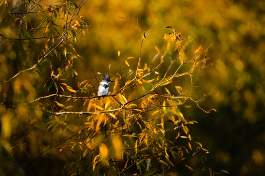 Kingfisher in Golden Light