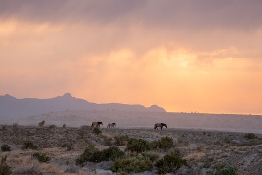 Wild Horses at Sunset – Western Desert Landscape Fine Art Print
