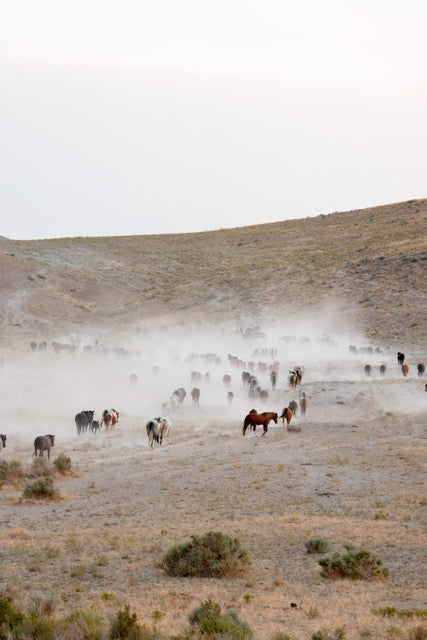 Dust Rising – Wild Horse Herd Fine Art Print