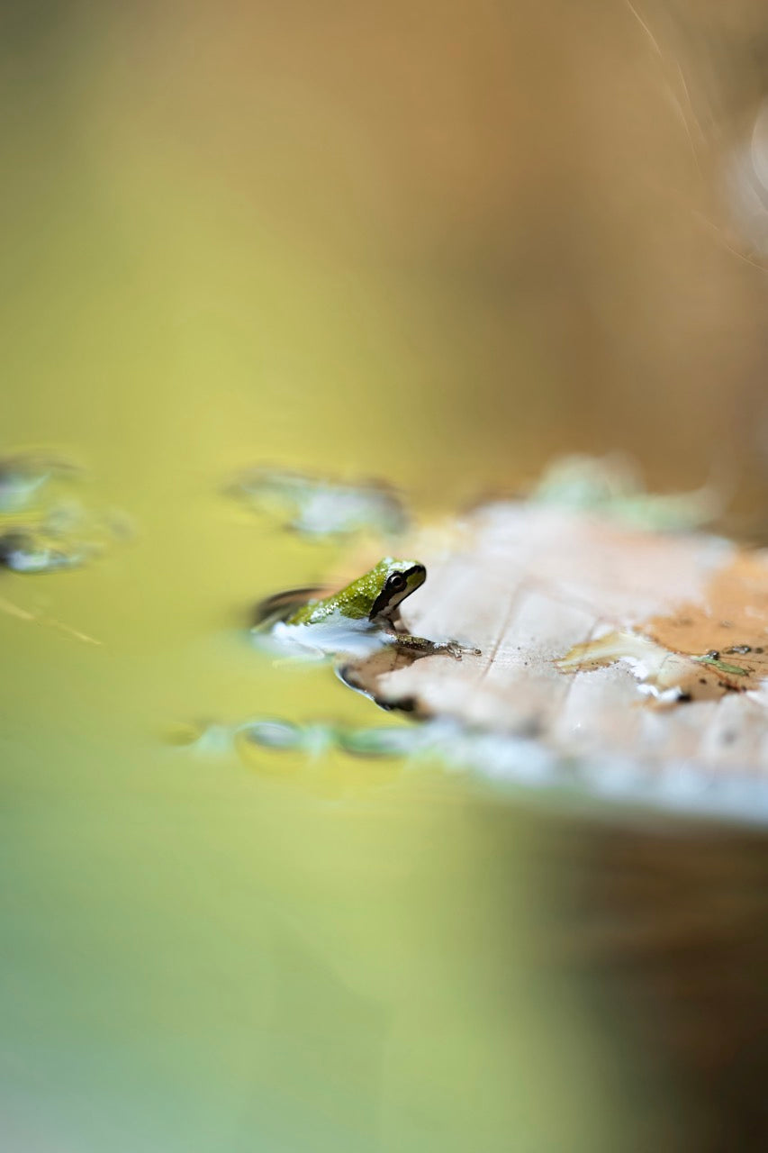 Pond Frog